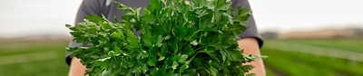 A person holding a large bunch of freshly harvested flat-leaf parsley in a field with green crop rows.
