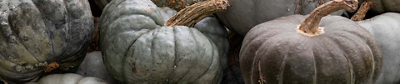 A close-up heap of ribbed, pumpkins with dusty, blue-grey skin and thick, dry stems.