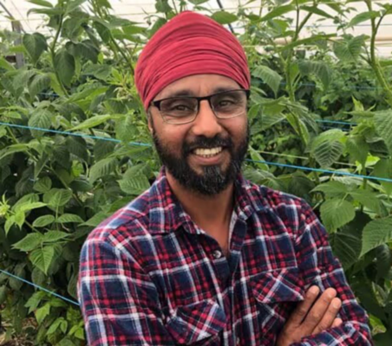 Raspberry grower, Parvinder Lali