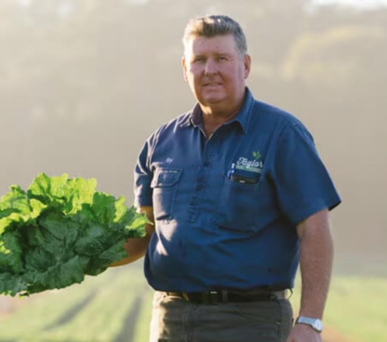 Iceberg lettuce Farmer, Ray Taylor