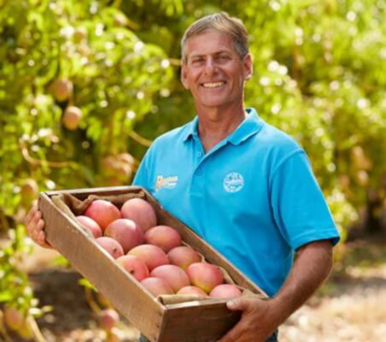 Mango farmer, Nino Niceforo