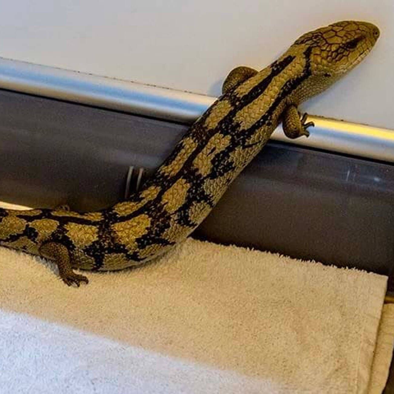 Blue tongue lizard