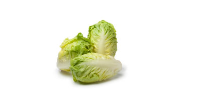 Baby cos lettuce