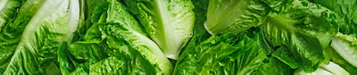 Lettuce
