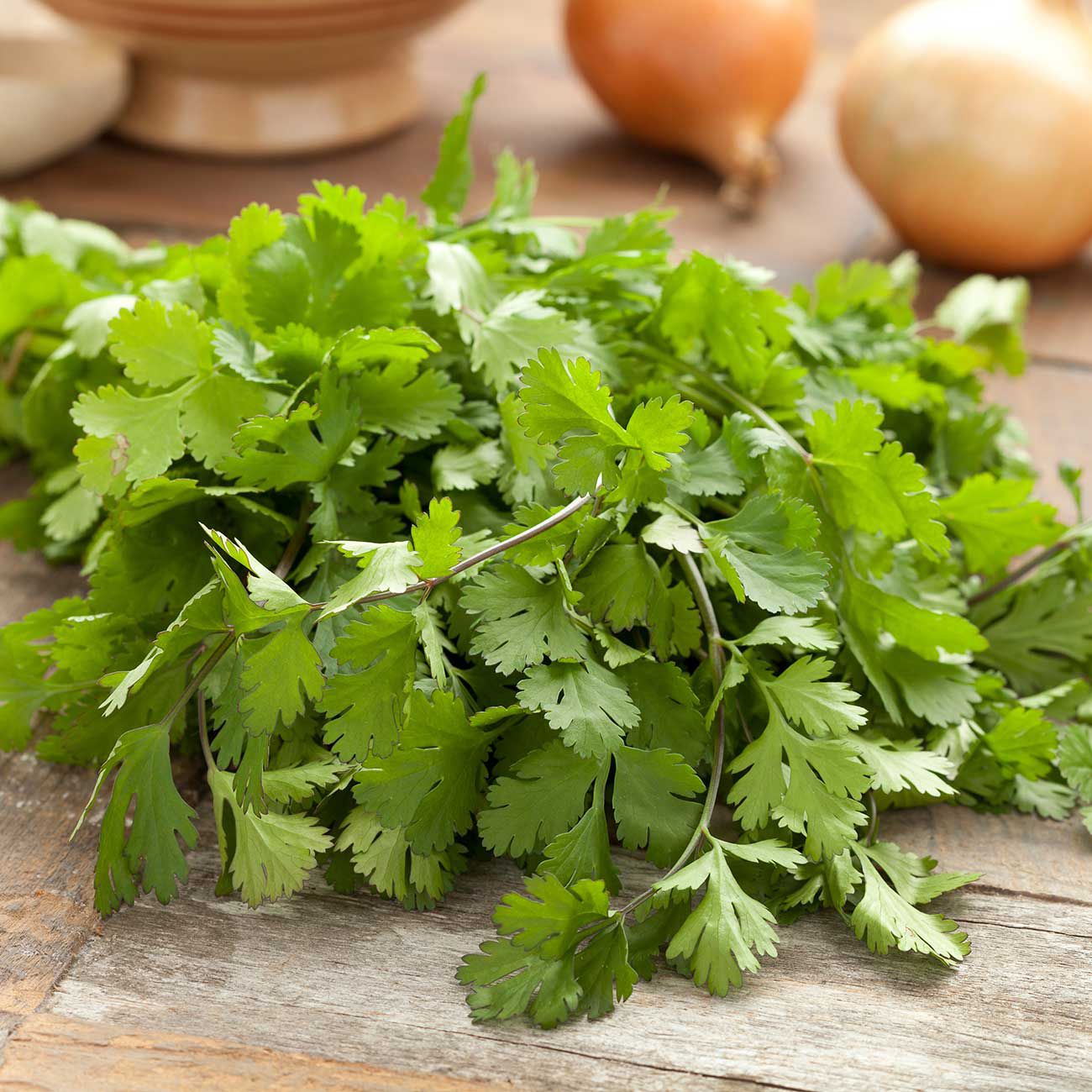 Fresh coriander