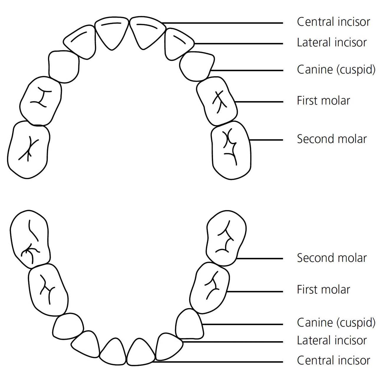 Five stages of teething