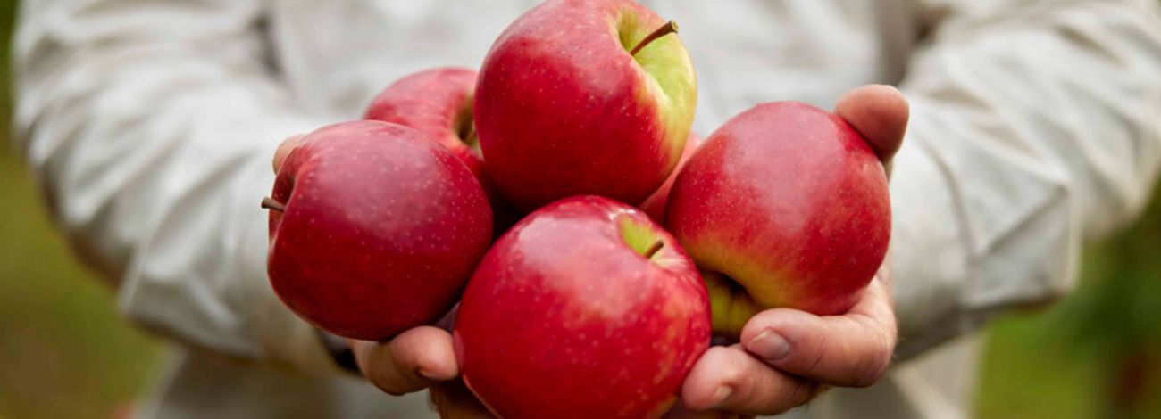 A farmer holding a handful of fresh, vibrant red apples in an orchard.