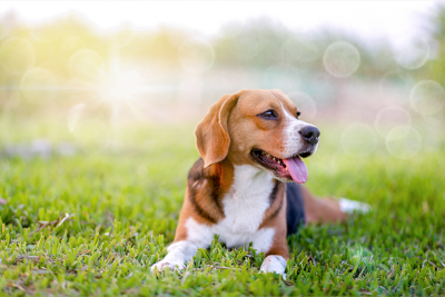 A Beagle lying on a green lawn with its tongue out, enjoying the sunshine.