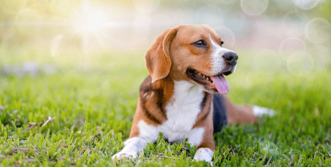 Beagle dog sitting on grass