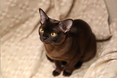 A dark brown Burmese cat sitting on a light-coloured patterned blanket.