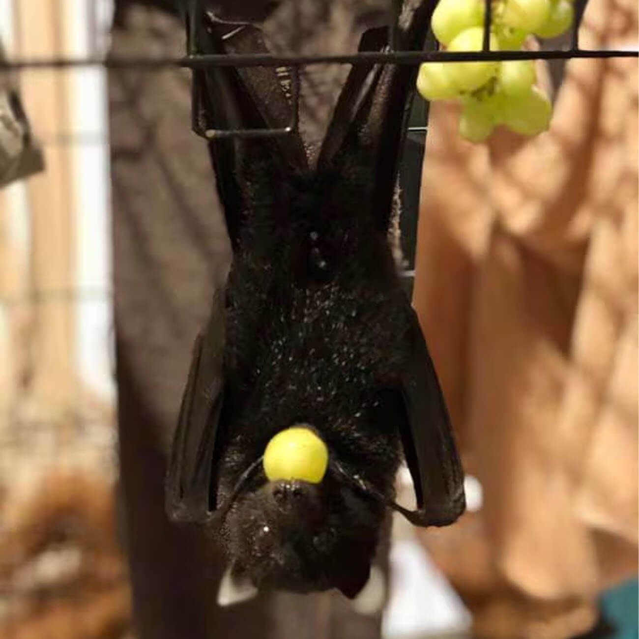 Nikita the Black Flying Fox