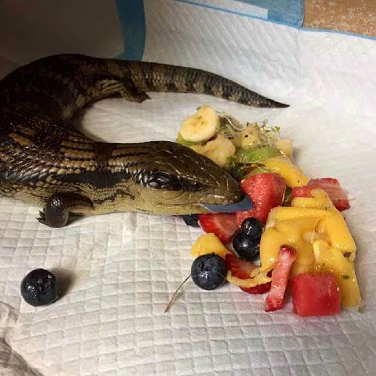 Blue tongue lizard