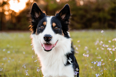A happy Border Collie sitting in a grassy field with small purple flowers during sunset.