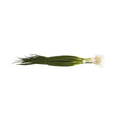 Spring onions