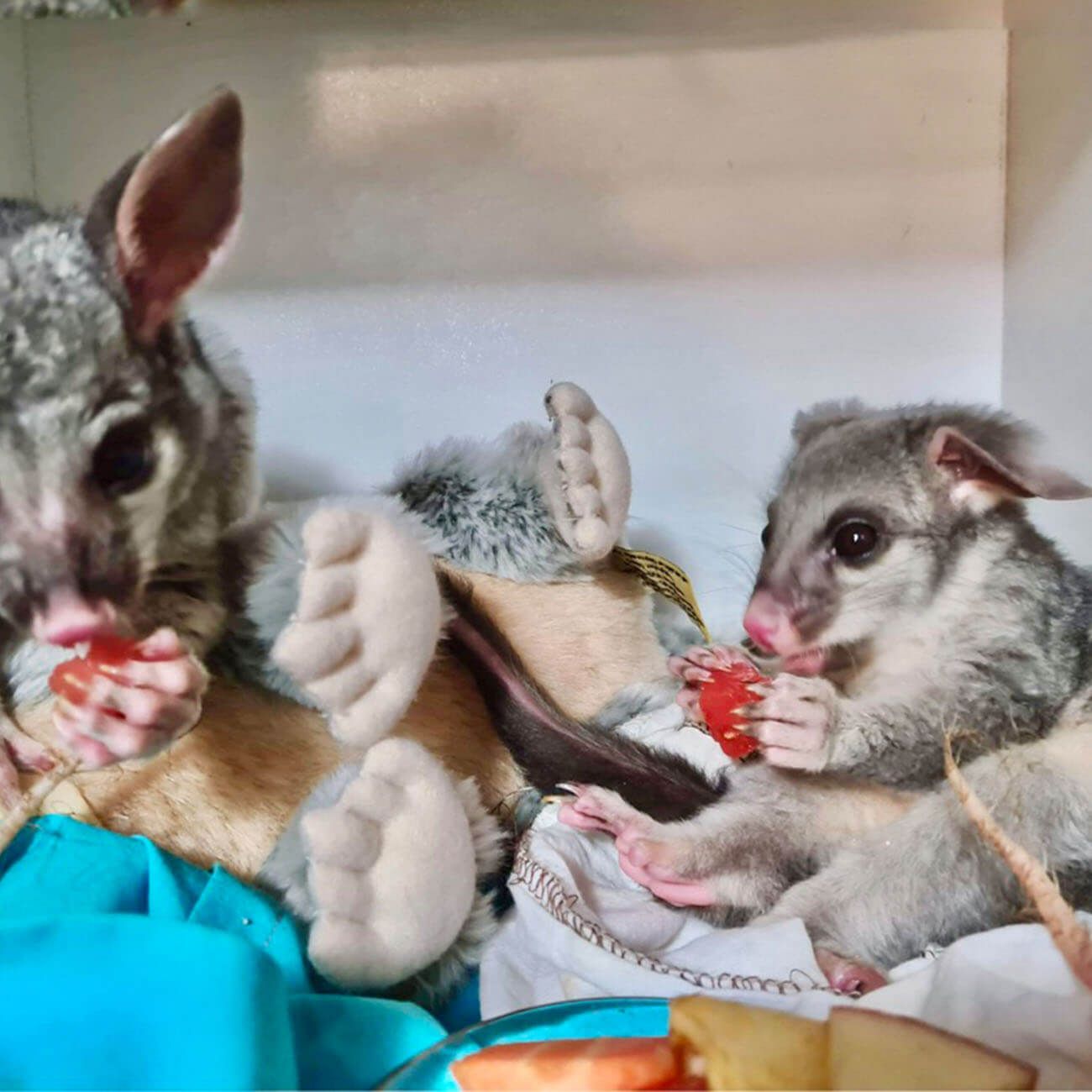 Brush tail possums, baker and brian.