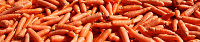 A wide banner featuring a dense pile of fresh, whole orange carrots with thin roots and textured skin.