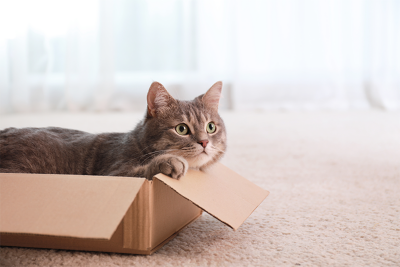 A grey tabby cat resting inside a cardboard box on a beige carpet.