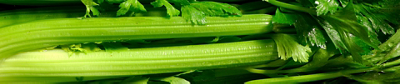 close up of celery