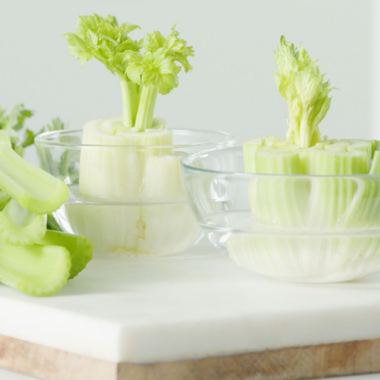How to Regrow Celery from Scraps