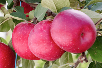 Cosmic Crisp apple
