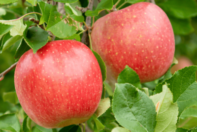 Fuji apple