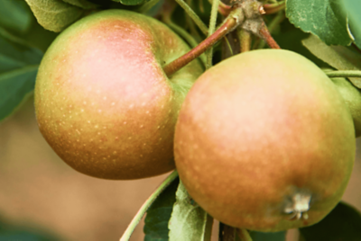 Kanzi apple