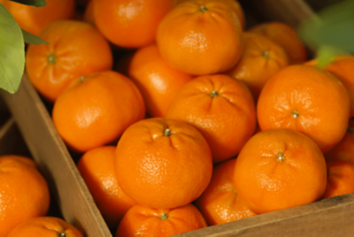 Phoenix mandarin