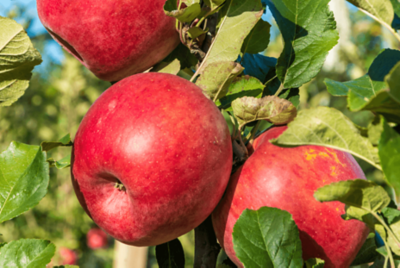 Pink Lady apple