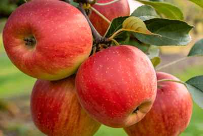 Royal Gala apple
