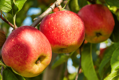 Sundowner apple