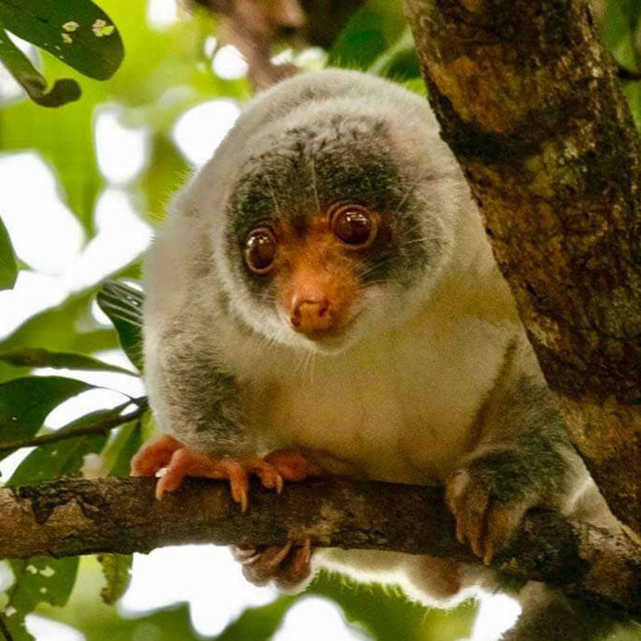 Cuzzy the Spotted CusCus