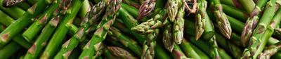 Asparagus web