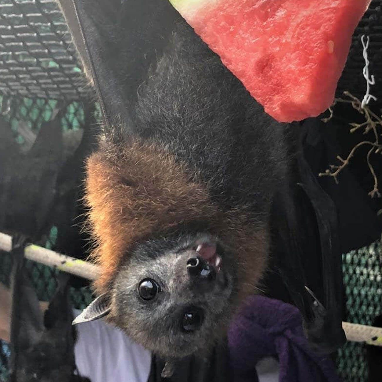Grey Headed Flying Fox, Calypso