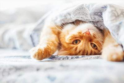 An upside-down ginger cat peeking out from under patterned bed covers.