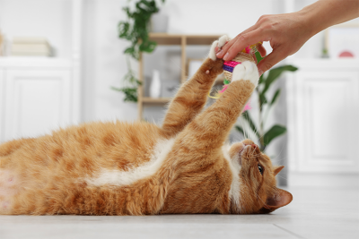 A ginger and white cat lying on its back playing with a toy held by a person.