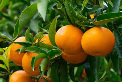 Imperial mandarin