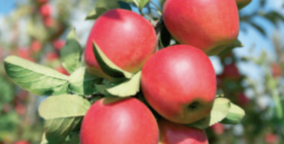 Kanzi apple