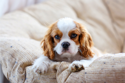 A Cavalier King Charles Spaniel puppy lying down on a beige, textured pet bed looking at the camera.