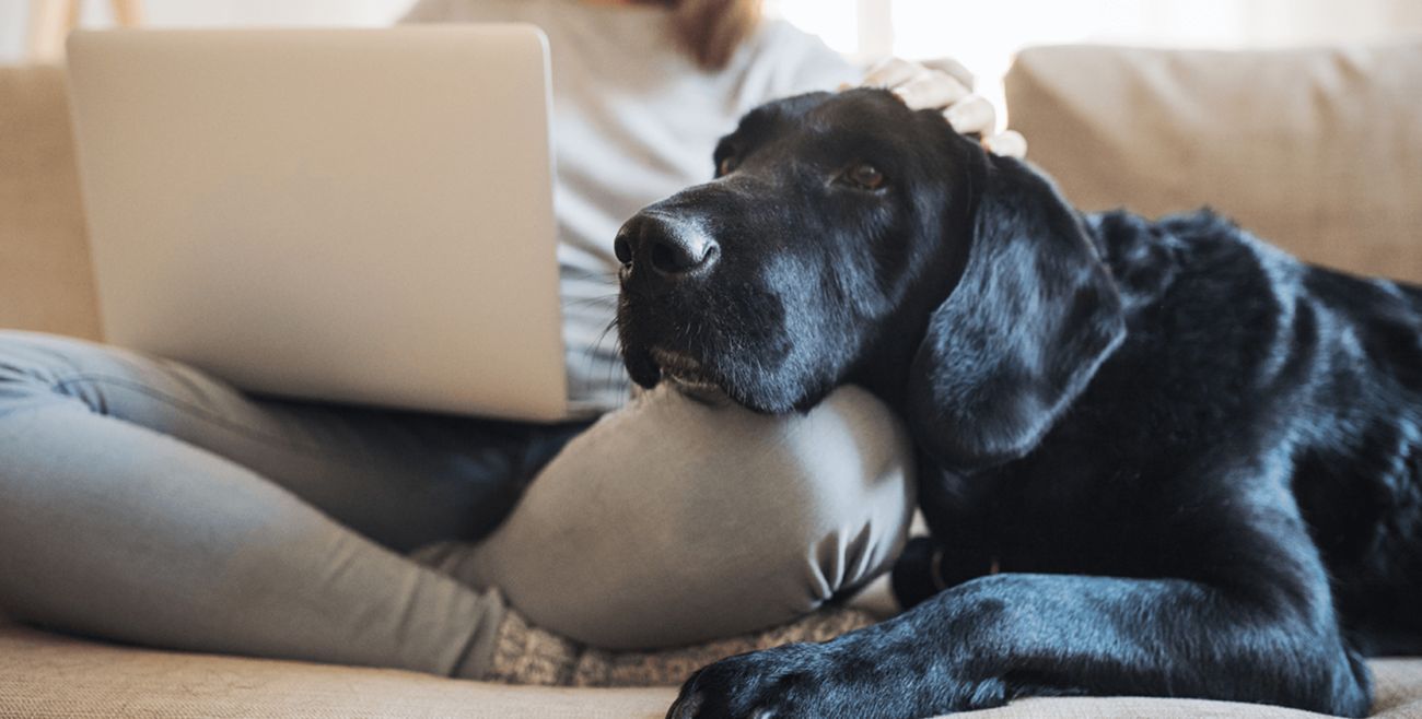 Large shiney black dog, sitting on couch next to it's human on a laptop.