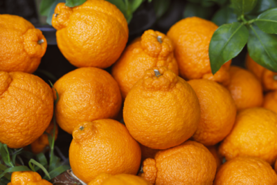 Sumo mandarin