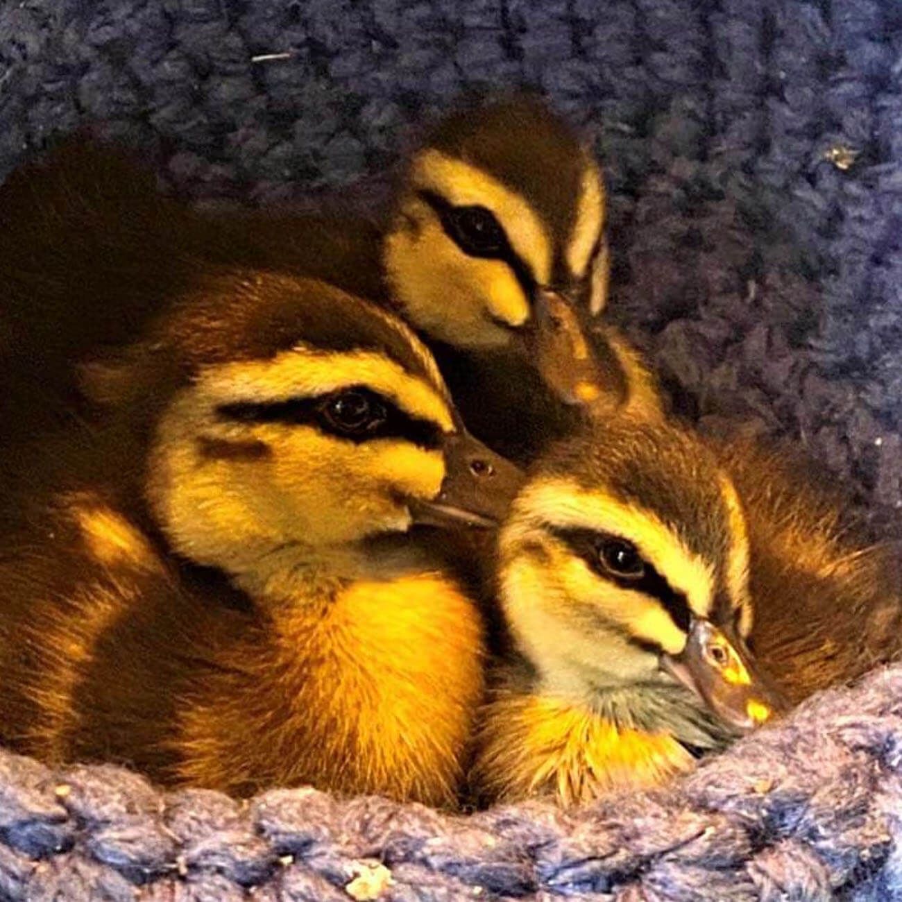 Black duckling, Hewey, dewey and lewey.