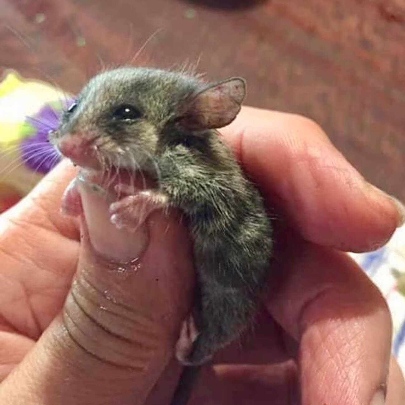 Pygmy Possum