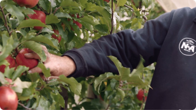 Person picking fruit