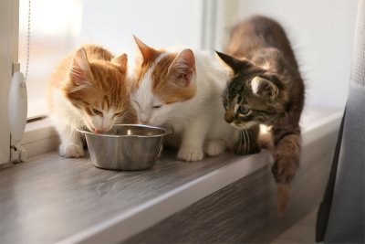 Three kittens—two ginger and white, one tabby—drinking from a silver water bowl on a windowsill.