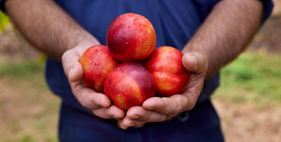 Nectarines