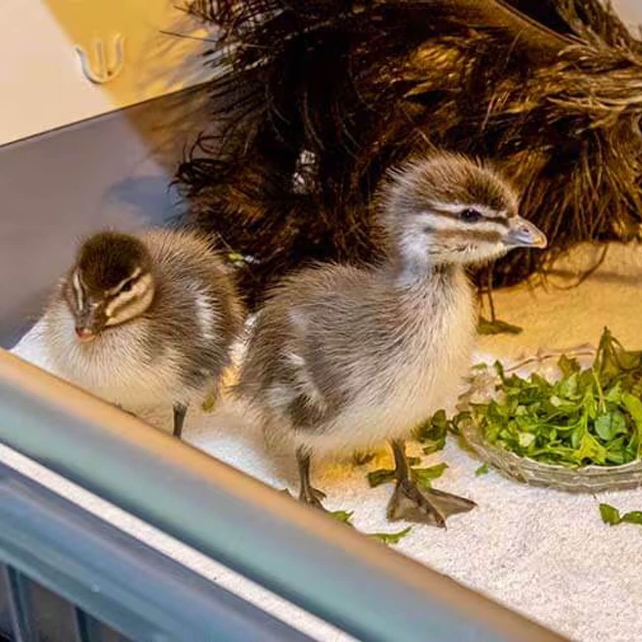 Wood ducklings